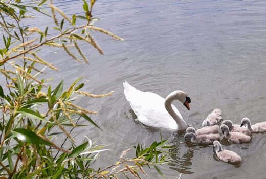 Swans