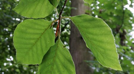 Beechleaves