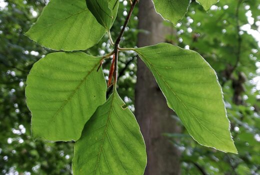 Beechleaves