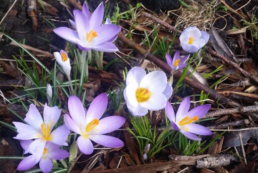Crocus
