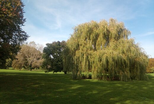Weeping Willow